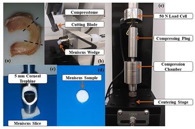 Compressive Properties and Hydraulic Permeability of Human Meniscus: Relationships With Tissue Structure and Composition